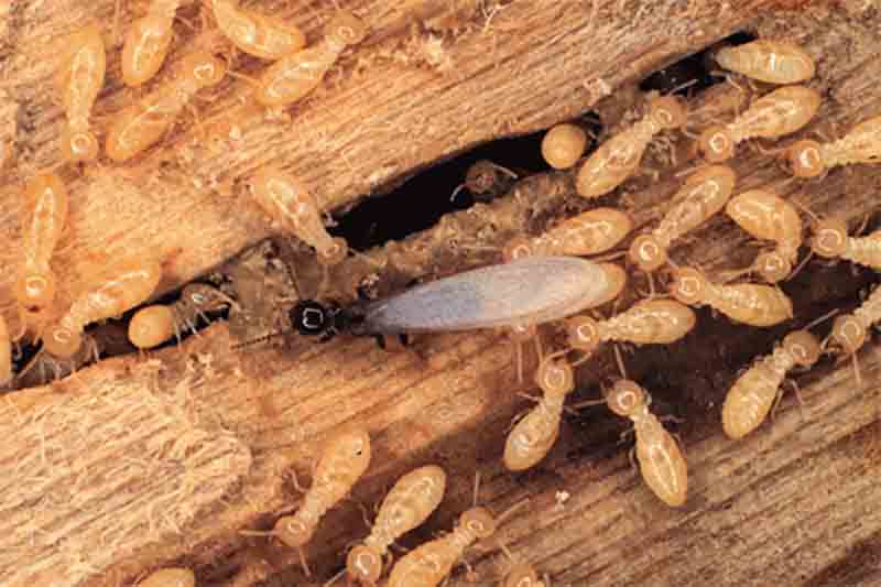 Pest-Control-Termites